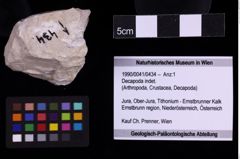 Foto (Objekt + Etiketten) von Decapoda indet. (NHMW-GEO-1990-0041-0434)